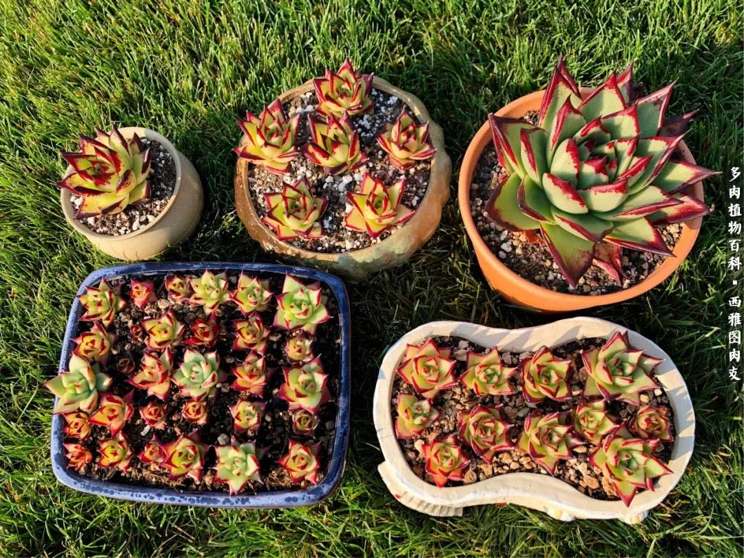 美国多肉,多肉西雅图