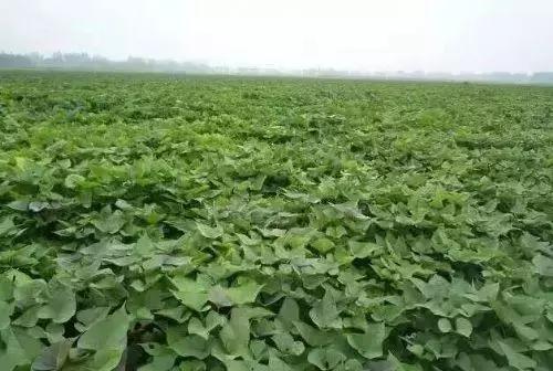 地瓜榕附石盆景造型,地瓜盆景制作过程视频