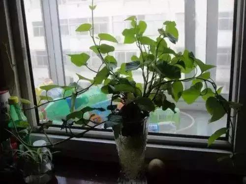地瓜榕附石盆景造型,地瓜盆景制作过程视频