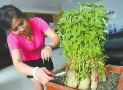 地瓜榕附石盆景造型,地瓜盆景制作过程视频