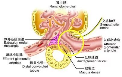 48种非常经典的药理学记忆口诀,药理学口诀及讲解