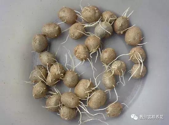 山药发芽全过程,山药发芽一根都不能吃吗