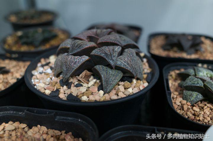 多肉新手养护知识大全,多肉施肥心得
