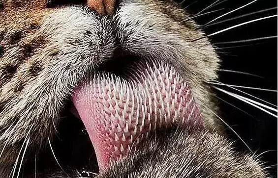 被猫主子舔毛,大早上被猫主子舔醒