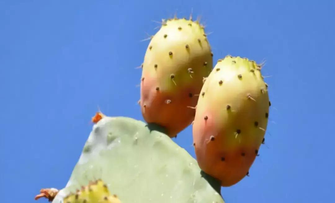 那些奇葩水果,哪些奇特的水果你吃过几种