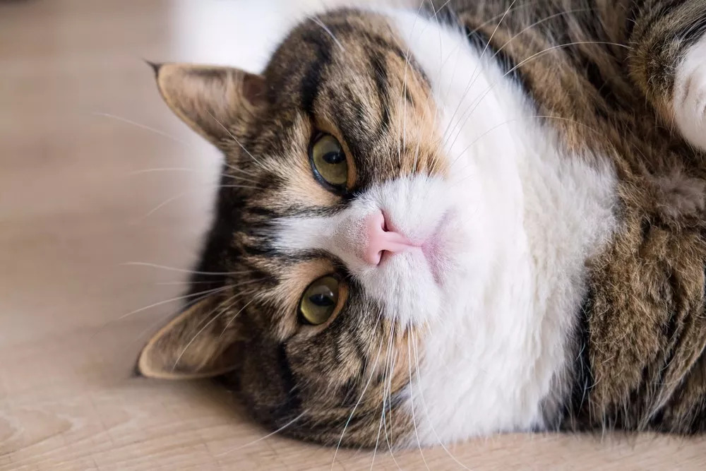 猫狗出现的三大异常反应,猫狗的皮肤问题