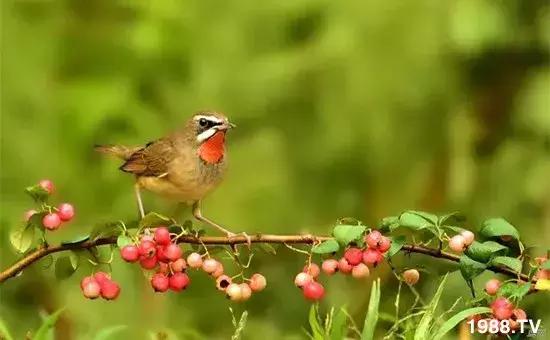 果树果实成熟期如何防鸟,果实成熟如何防止被鸟吃