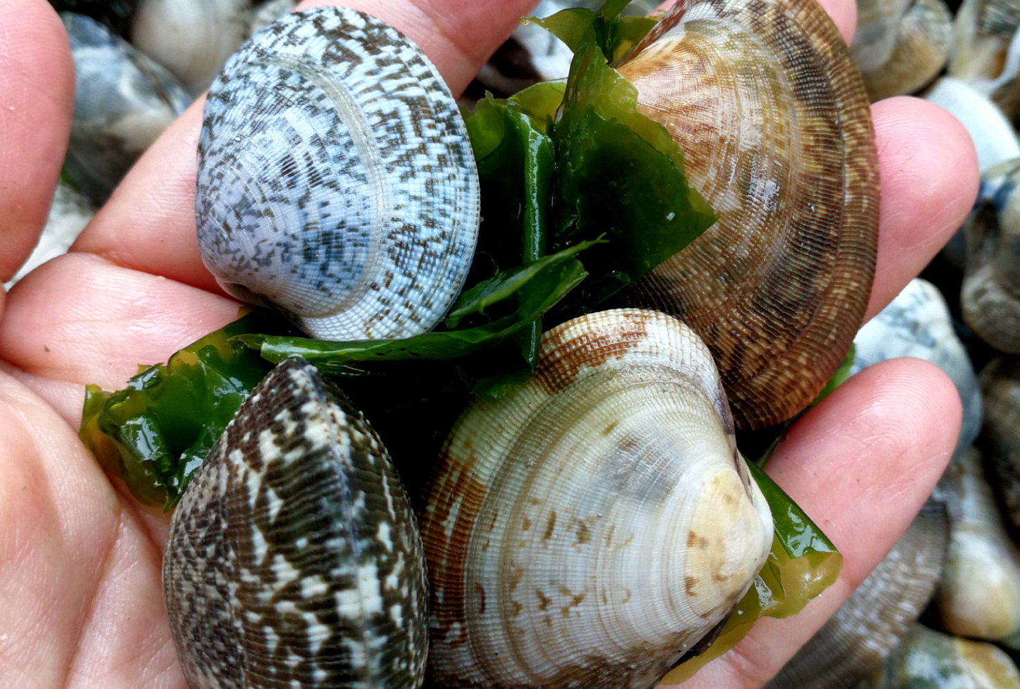 蛏子贝壳类海鲜,贝类海鲜有哪些毛蚶