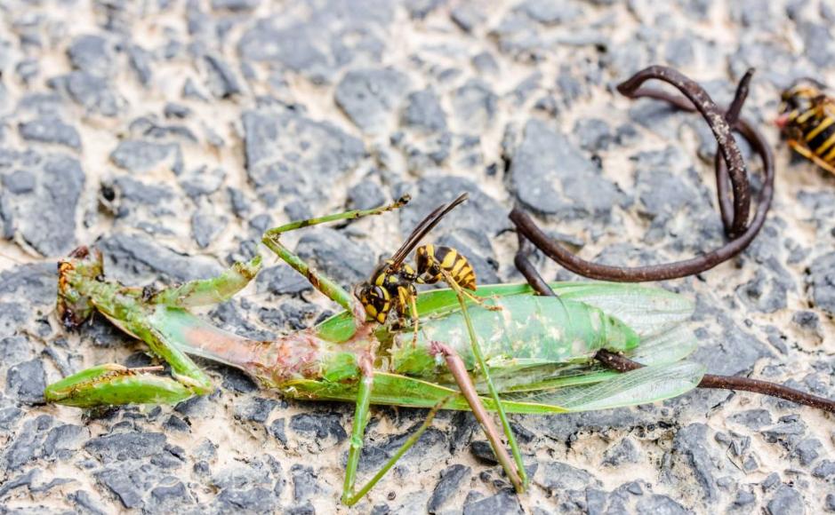 在农村遇到这样的东西千万别靠近,路边见到这种虫子千万别碰