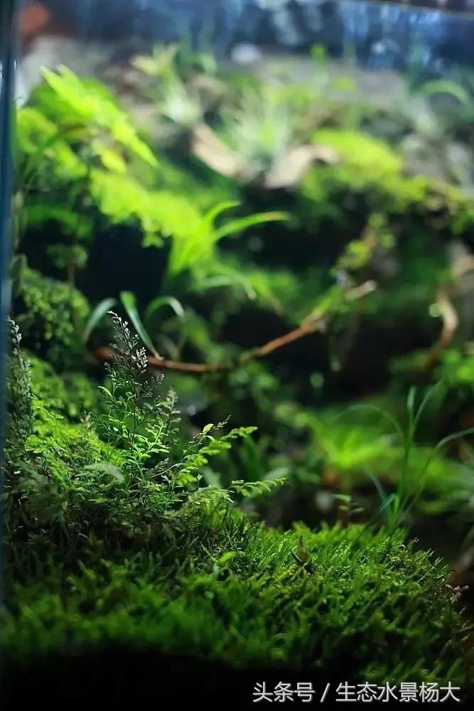 自己动手做水陆缸需要多少钱,第一次做缸视频教程