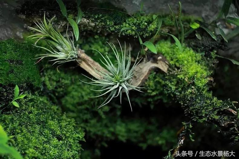 自己动手做水陆缸需要多少钱,第一次做缸视频教程