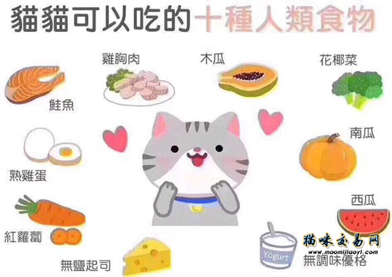 新手养猫攻略超详细建议收藏,新手养猫攻略养猫需要关注什么