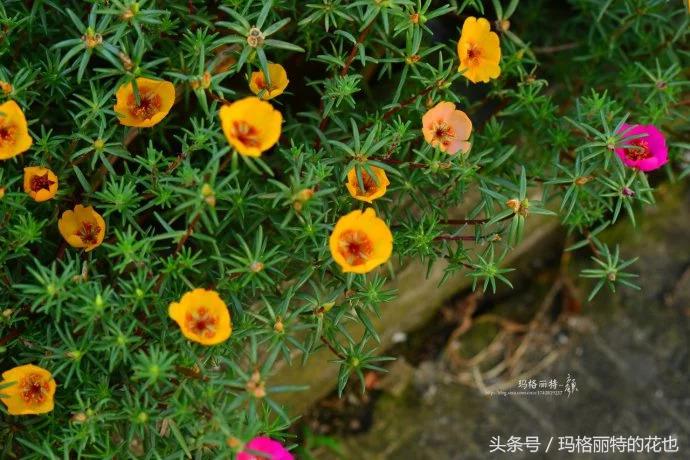 园丁修剪灌木,开满鲜花的小路教学设计一等奖