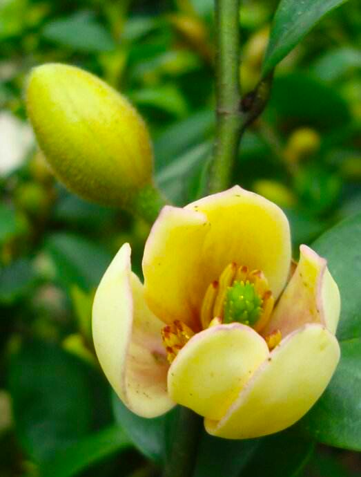 你含笑立在枝头上，笑而不语——含笑花