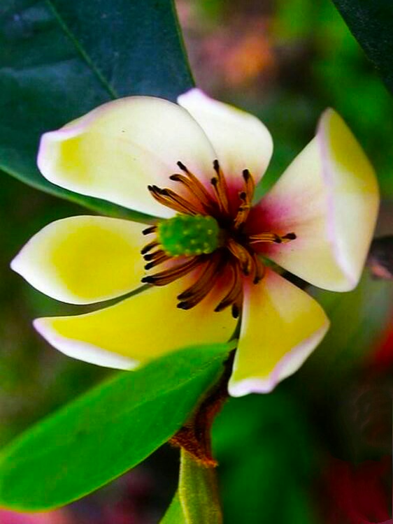 你含笑立在枝头上，笑而不语——含笑花