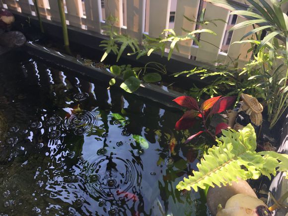 「龟龟环境篇」沼泽过滤（bogfilter）：一种原生态水处理技术