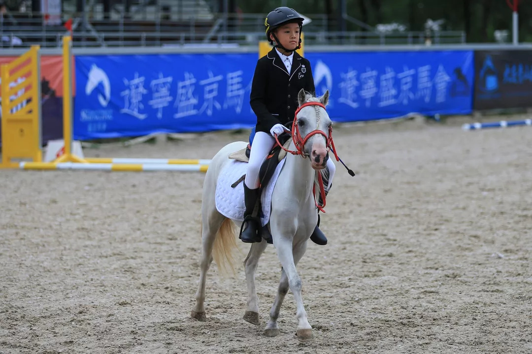 十余家马术俱乐部展开六个级别争夺，东北马术联赛第五站“跳”入辽宁省运会马术项目！