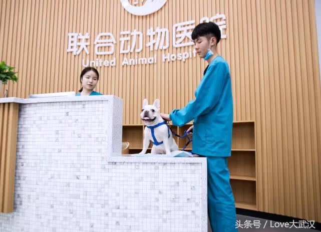 爱宠宠物医院服务中心,爱宠宠物医疗中心