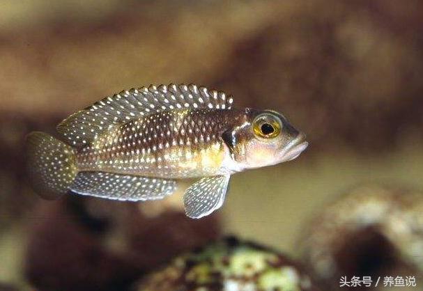 三湖慈鲷刚孵化的鱼苗一次喂多少,三湖慈鲷鱼卵孵化过程中有红血点