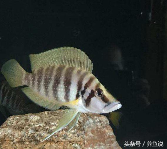 三湖慈鲷刚孵化的鱼苗一次喂多少,三湖慈鲷鱼卵孵化过程中有红血点