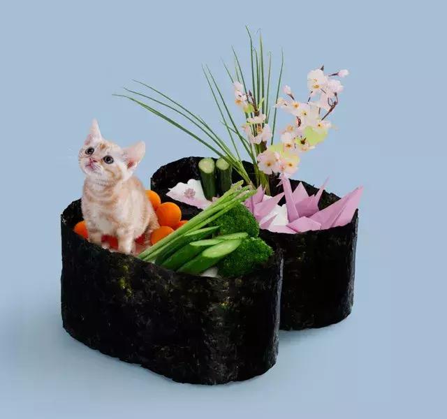 猫咪卧在盘子,猫咪卧在桌子上