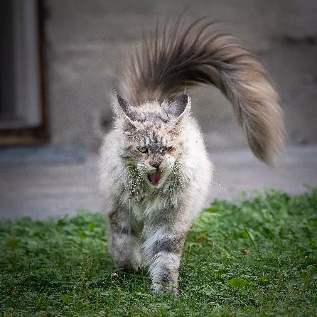 缅因猫身上一根特殊的毛,缅因猫的尾巴毛发稀少怎么回事