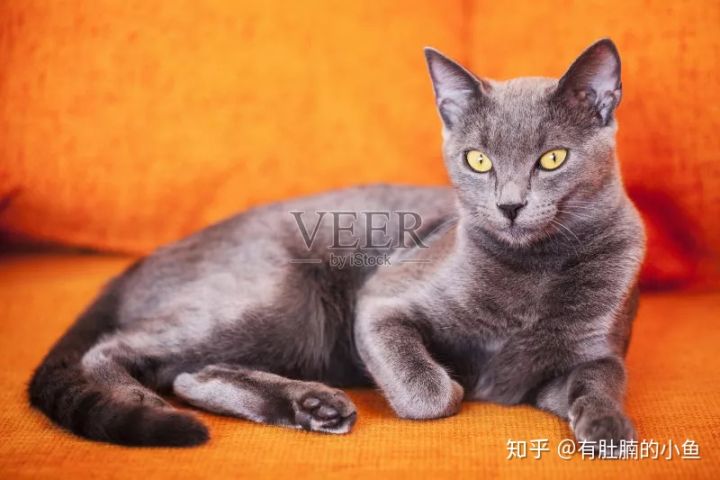 蓝猫的品种科普,俄罗斯蓝猫和其他蓝猫区别