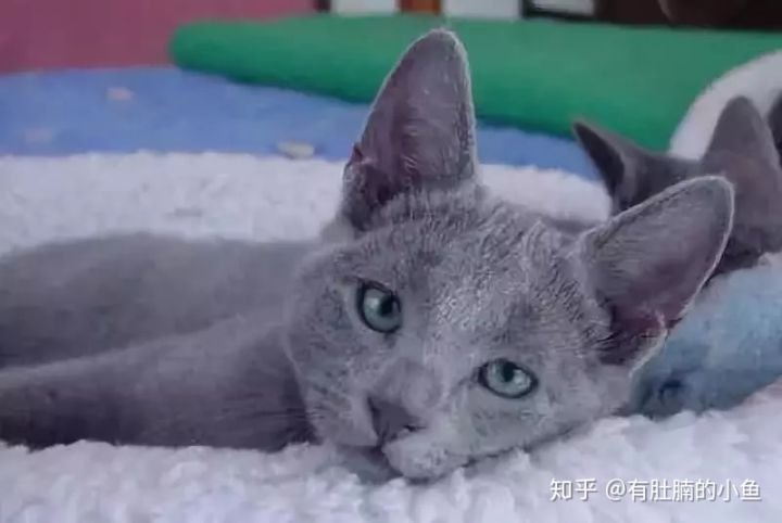 蓝猫的品种科普,俄罗斯蓝猫和其他蓝猫区别