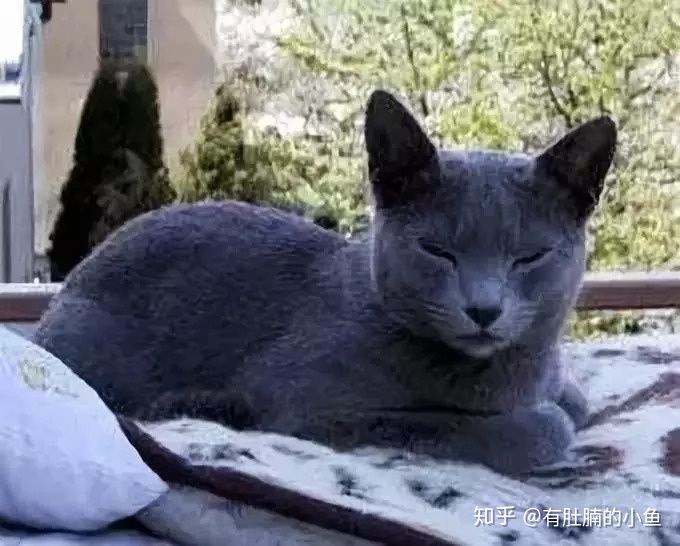 蓝猫的品种科普,俄罗斯蓝猫和其他蓝猫区别