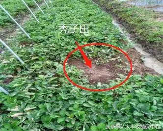 种草莓1年苗还是两年苗好,种草莓老苗好还是新苗好