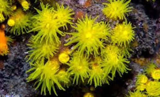 海洋小百科大全,海水小百科毯子蟹