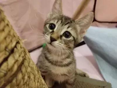 猫狗大战联盟猫咪,猫狗大联盟视频