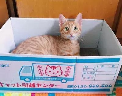 猫狗大战联盟猫咪,猫狗大联盟视频
