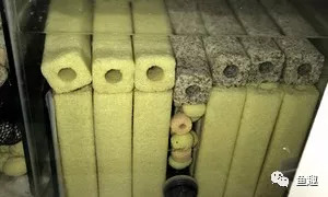细菌屋怎么摆放最科学,细菌屋怎么摆合适