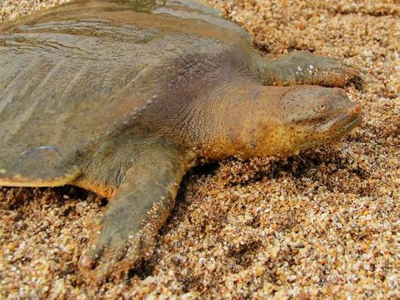 科普龟类知识视频展示,所有龟鳖类动物