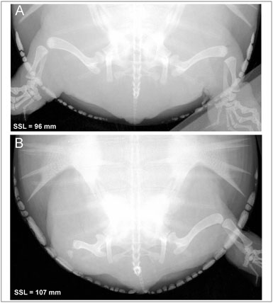 科普龟类知识视频展示,所有龟鳖类动物