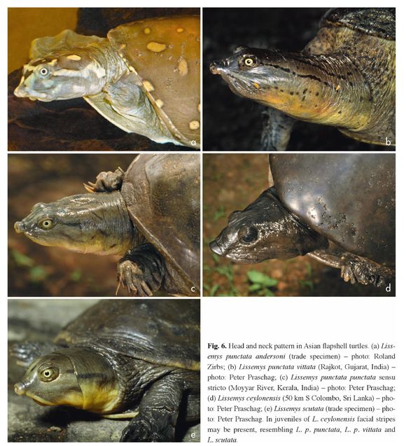 科普龟类知识视频展示,所有龟鳖类动物