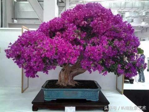 精品掌中宝三角梅盆景,顶级国宝级三角梅盆景
