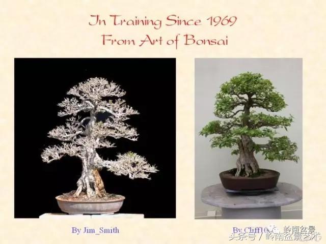 精品掌中宝三角梅盆景,顶级国宝级三角梅盆景