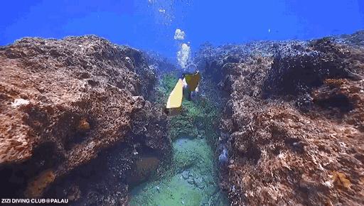 帕劳海底图片大全,帕劳海底世界旅游