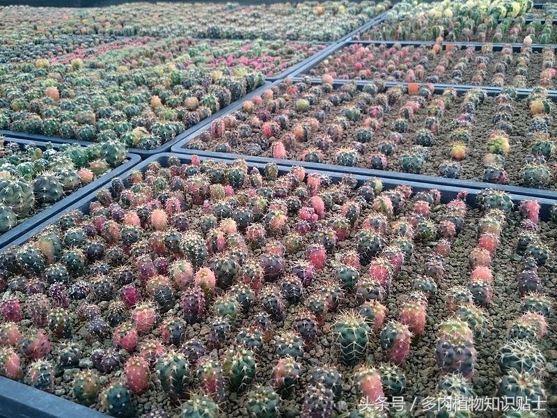 仙人球的养护秘籍,仙人球的养护方法