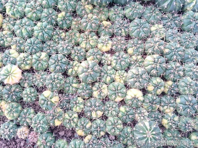 仙人球的养护秘籍,仙人球的养护方法