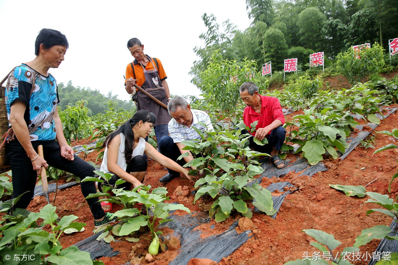 种茄子整枝打叉后多久才能浇水,茄子种子种植最简单的方法