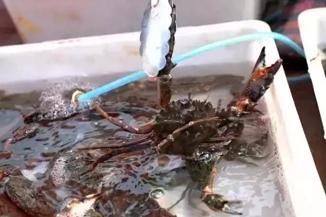 开海了哪里海鲜便宜汕头,开海了去哪里买海鲜青岛