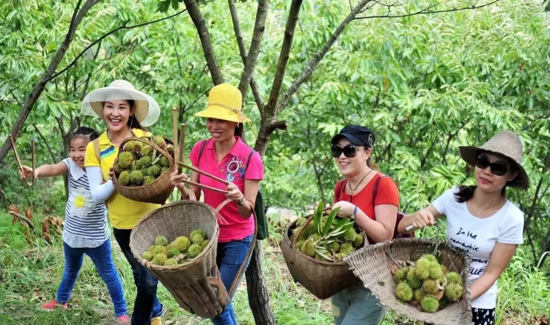 风物特产推介,湖北罗田大红袍板栗