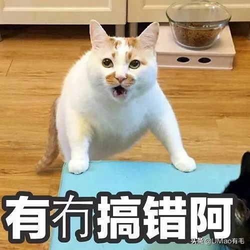 养猫这么多年你怎么连碗都摆不对 (养猫省钱妙招猫碗)