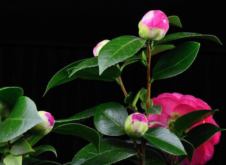 美丽好看的茶花图片,绝美茶花