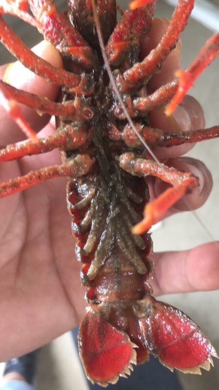 纤毛虫最佳防治方法,小龙虾养殖寄生虫防治