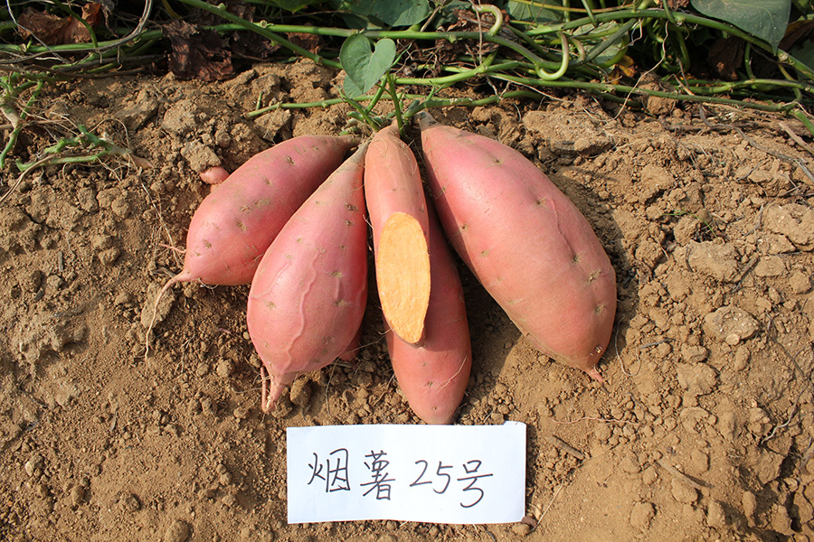昆嵛山自然保护区管理委员会,昆嵛山自然保护区是什么级别
