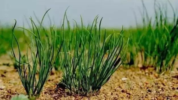 锡林郭勒羊肉多少钱一斤,锡林郭勒羊肉logo